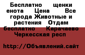Бесплатно !!! щенки енота!! › Цена ­ 1 - Все города Животные и растения » Отдам бесплатно   . Карачаево-Черкесская респ.